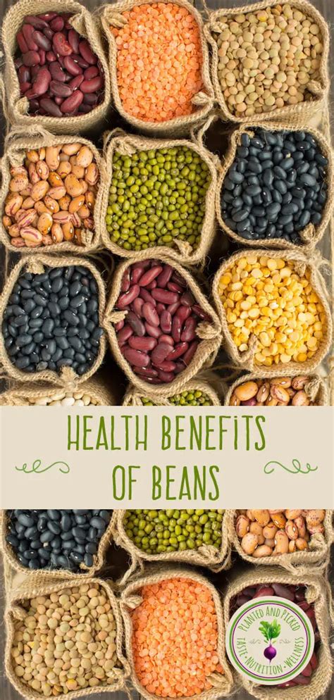 Health Benefits Of Beans Planted And Picked