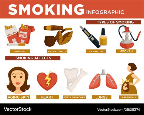 Smoking Infographic Types And Affect On Body Vector Image