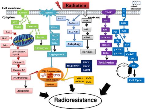 Cancer Stem Cells And Signaling Pathways In Radioresistance Oncotarget