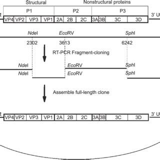 Schematic Representation Of The Full Length Cdna Clone Of Ca Four