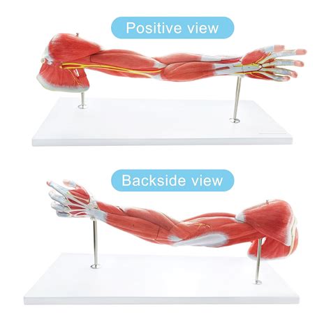 7 Part Human Anatomical Muscular Arm Model For Australia Ubuy