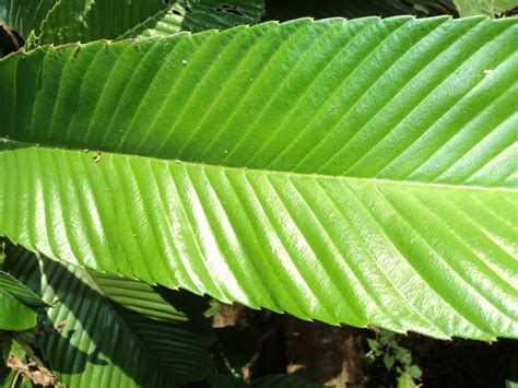 Flora of Sri Lanka