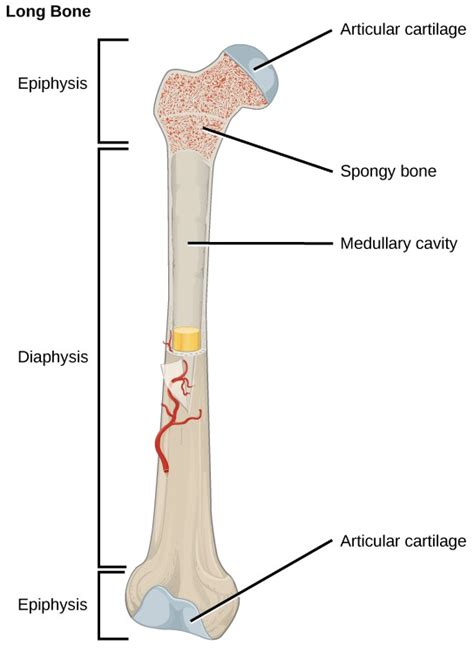 Bone Openstax Biology