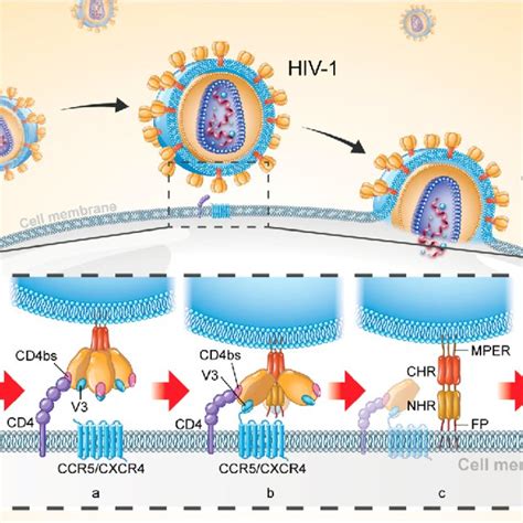 Ectodomain Structure Of Hiv 1 Env Trimer A Schematic Diagram Of