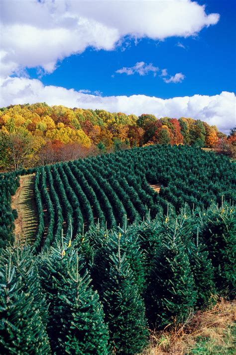 christmas tree farms north carolina - Micaela Hamby