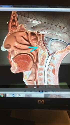 Biol Lab Lymphatic Structures Flashcards Quizlet