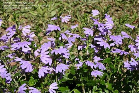 Plantfiles Pictures Scaevola Fan Flower Fanflower Mauve Clusters