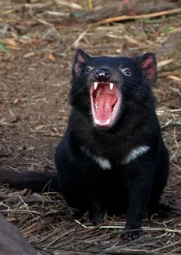 Tazmanian Devil Fan Casting for The Looney Tunes Movie (in Real Life ...