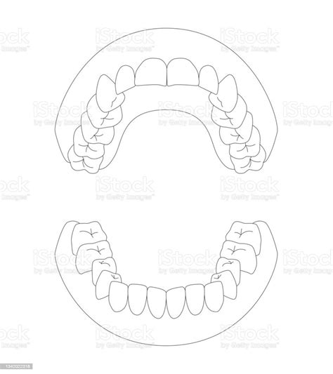 Illustration Of Human Dentition Stock Illustration Download Image Now Dentures Anatomy