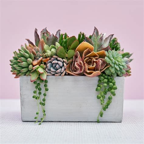 Succulent Centerpiece Etsy