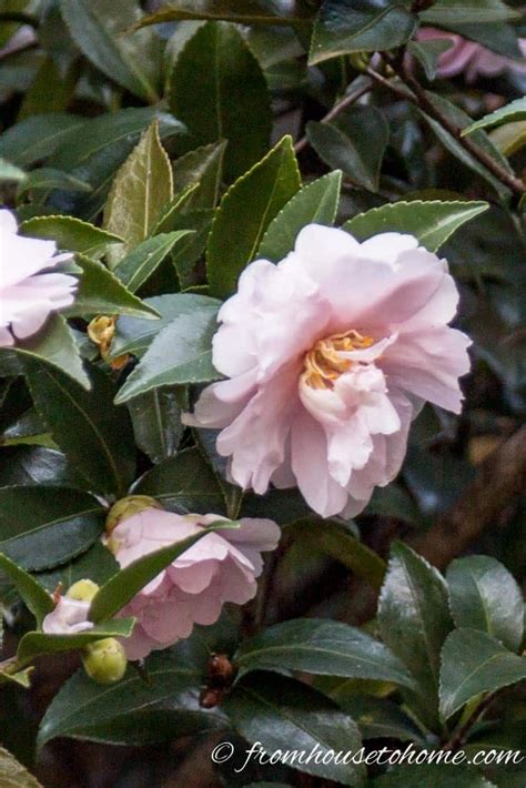 Camellia Care Guide How To Grow Gorgeous Camellias In Your Garden