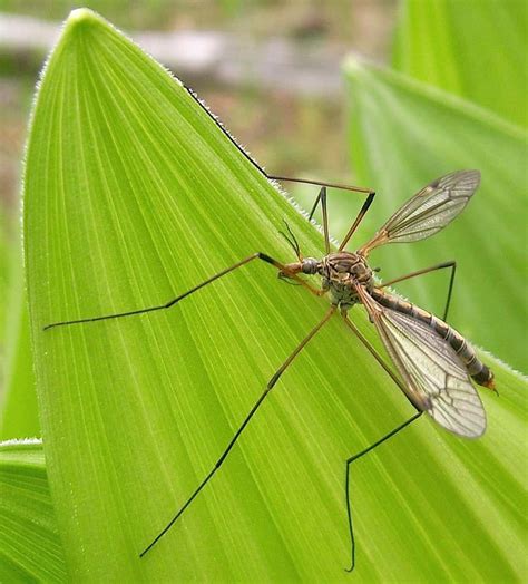 Bug Wild Mosquito Eaters Mountain Valley Living