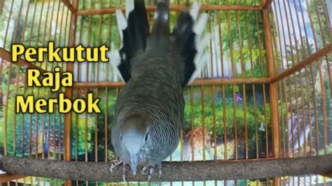 Perkutut Lokal Gacor Suara Besar Pancingan Perkutut Lokal Gacor