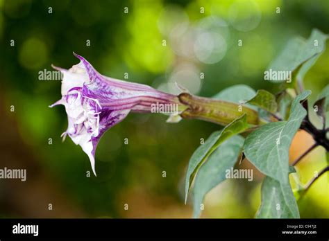 Datura metel black hi-res stock photography and images - Alamy