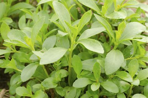 Stevia Plant Growing - Learn How To Use Stevia Plants In The Garden | Gardening Know How