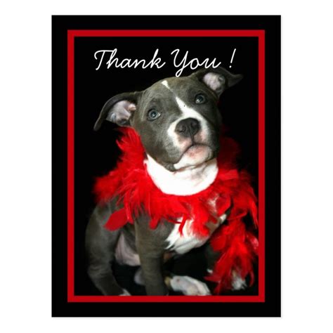 Thank You Blue Pitbull Puppy Postcard