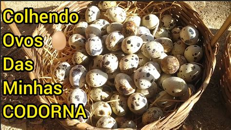 Colhendo Ovos De Codorna Youtube