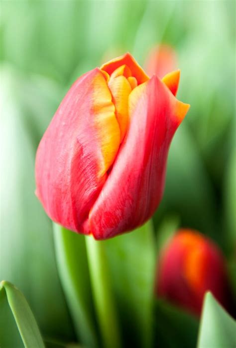 Angela Merkel - Triumph Tulip - P. Aker flower bulbs and seeds