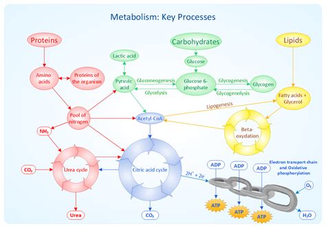 Metabolisme Let S Learn Biology Riset