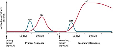 B Lymphocytes And Humoral Immunity Microbiology