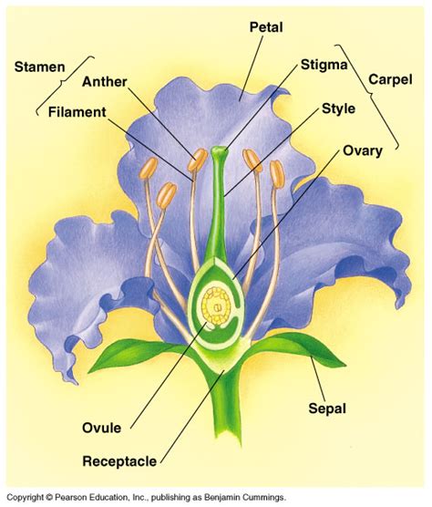 How Plants Colonized Land