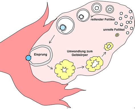 Eisprung