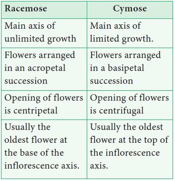 Inflorescence Types