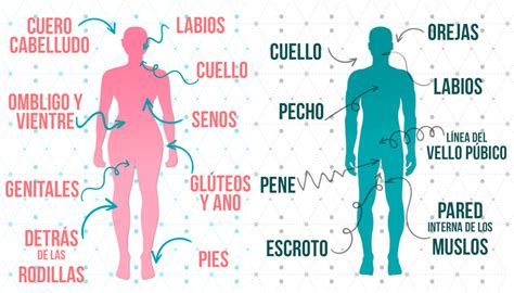 Zonas Er Genas Cuales Son En Los Hombres Y Mujeres