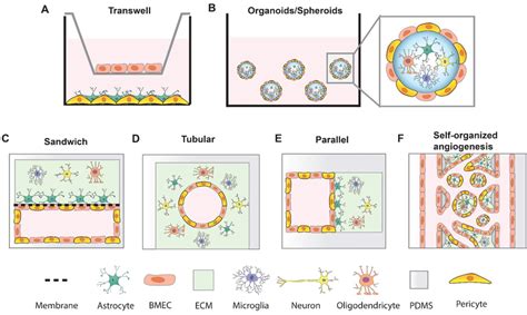 Strategies Of In Vitro Bbb Models A Transwell Bbb Model B Bbb