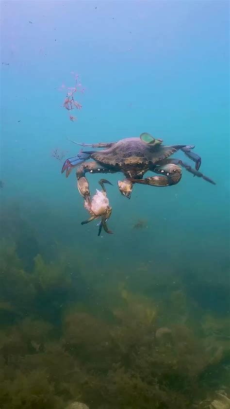 Pin Von Arturo Cortes Auf Guardado R Pido Video In Unterwasser