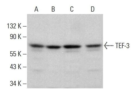 TEF 3抗体 B 5 SCBT Santa Cruz Biotechnology