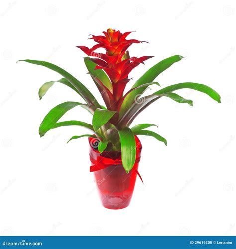 Indoor plant in a pot stock photo. Image of flowerpot - 29619300