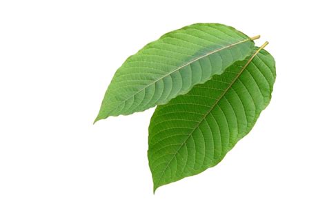 Dos Hojas De Kratom Mitragyna Speciosa Aisladas Sobre Fondo Blanco