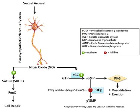 Citrulline Nitric Oxide Erectile Dysfunction And Pde5 Inhibitors