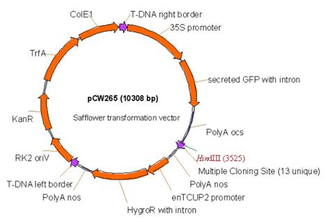 Schematic Representation Of The T Dna Region Of The T Dna Binary Vector