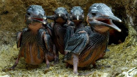 Kingfisher Chicks Grow New Pin Feathers Discover Wildlife Robert E