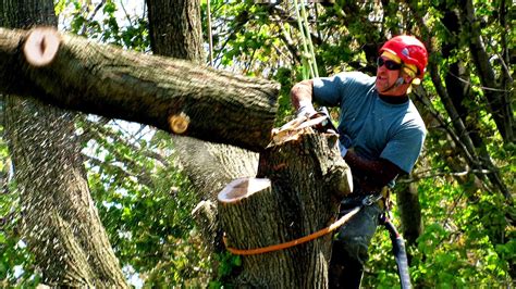 Arborist Professional Tree Trimmers Tree Choices