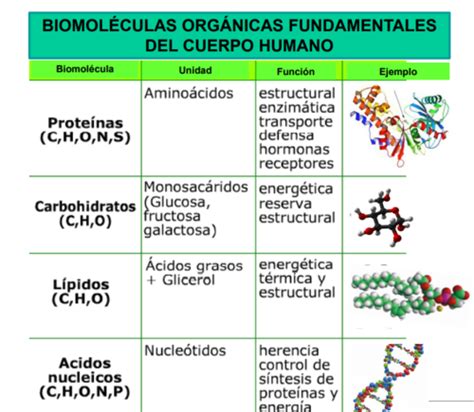 Fichas De Aprendizaje Bioelementos Quizlet