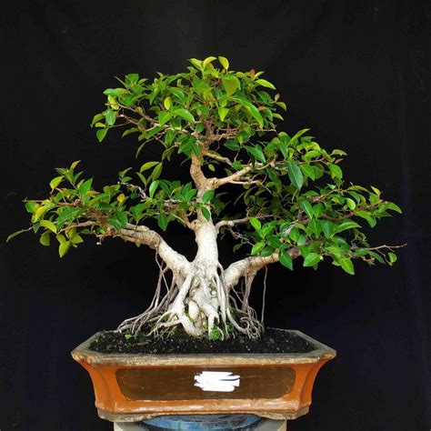 Beringin Thailand Aneka Bonsai