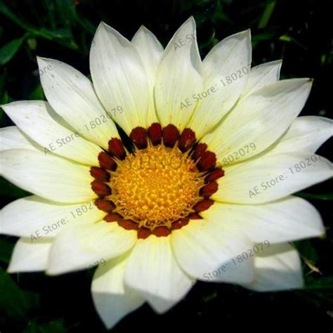 50 Gazania Rigens Seeds