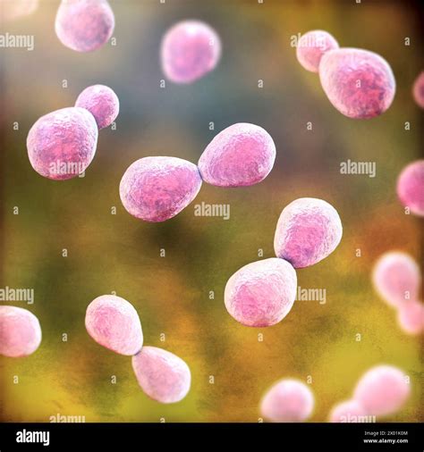 Illustration Of Histoplasma Capsulatum A Parasitic Yeast Like