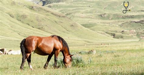 All You Need To Know About Basic Horse Care & Feeding - The Horse Advisor