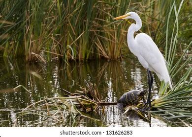 Snowy Egret Natural Habitat On South Stock Photo 131626283 | Shutterstock