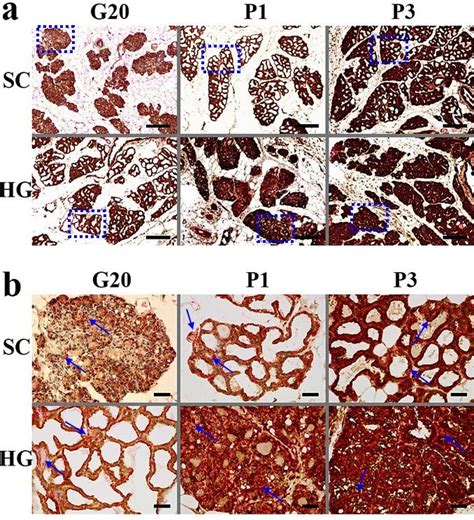 Representative Immunohistochemistry Ihc Sections Of Rat Mammary Gland