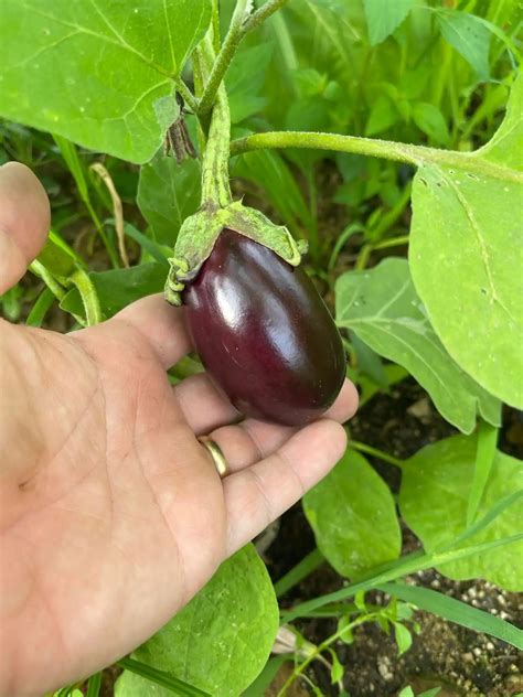 Antep Dolmal K Eggplant Seeds Two Seeds In A Pod