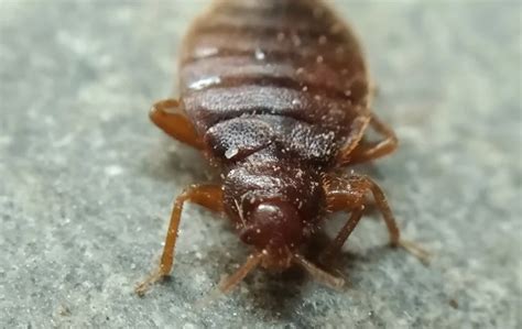 Do You Have To Hire An Exterminator To Treat Bed Bugs In Hawaii Bed