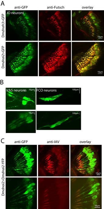 Axonemal Dynein Expression And Localization In Chordotonal Neurons