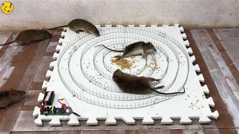 Diagram Homemade Electric Rat Trap How To Make Electric Mous