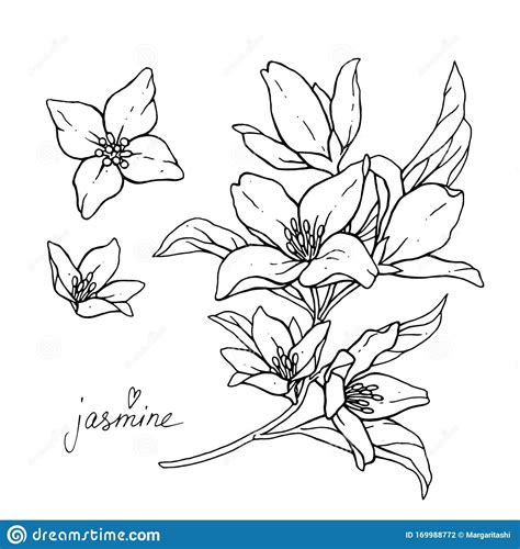 Jasmine Flowers Are Isolated On A White Background Branch With Buds