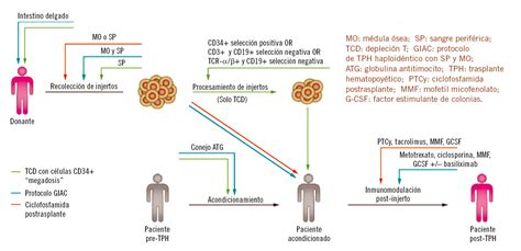 Trasplante alogénico de progenitores hematopoyéticos en Pediatría